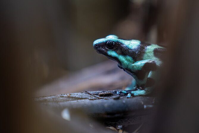 Butterfly Garden & Tortuguero Canals: A Unique Tropical Adventure - Limón City Tour