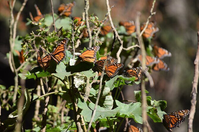 Butterfly Monarch Tour from Mexico City - Why Choose this Tour?