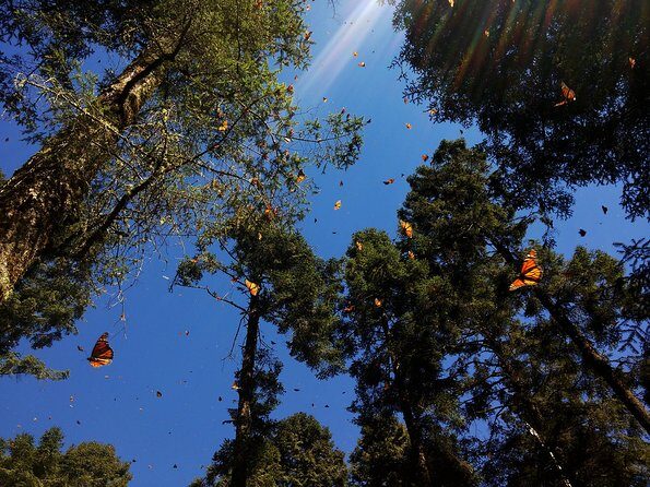 Butterfly Monarch Tour from Mexico City - The Itinerary in Detail