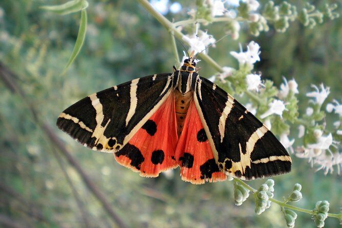 Butterfly Valley & Wine, Olive Oil, Honey Tasting Tour (Small Group) - Key Points