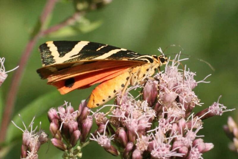 Butterfly valley,Farfalle,Schmetterling,Papillon & transfer! - Practical Tips for Your Visit