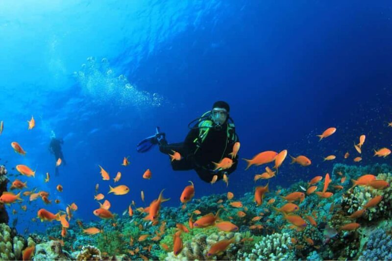 Buzios - DIVING EXPERIENCE - The Actual Experience: What Travelers Are Saying