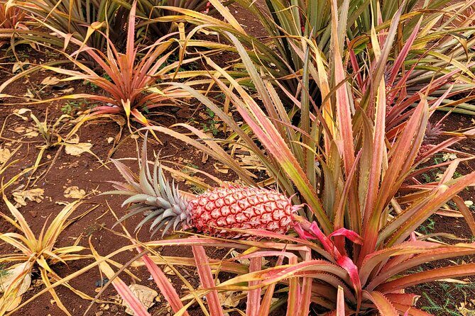 Byodo Temple and Waimea Botanical Garden Tour - FAQ