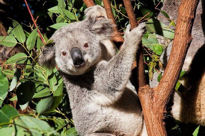 Byron Bay and Currumbin Wildlife Sanctuary Day Tour - Who Should Consider This Tour?