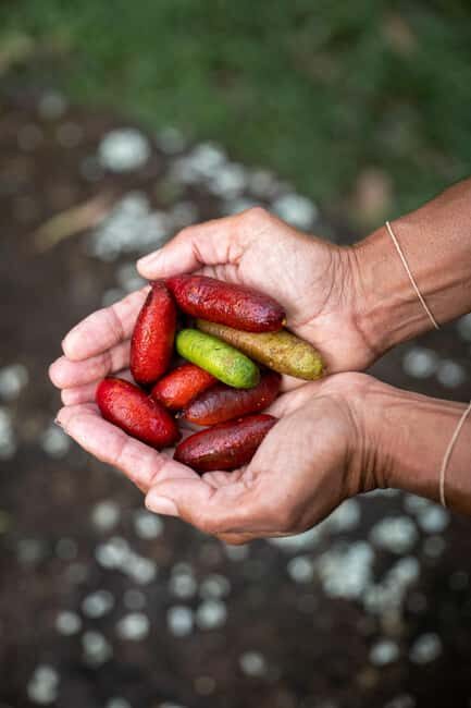 Byron Bay: Bangalow Bush Tucker Tour - Why This Tour Is Worth Considering