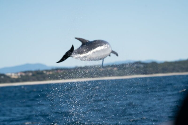 Byron Bay: Cruise with Dolphins Tour - Final Thoughts