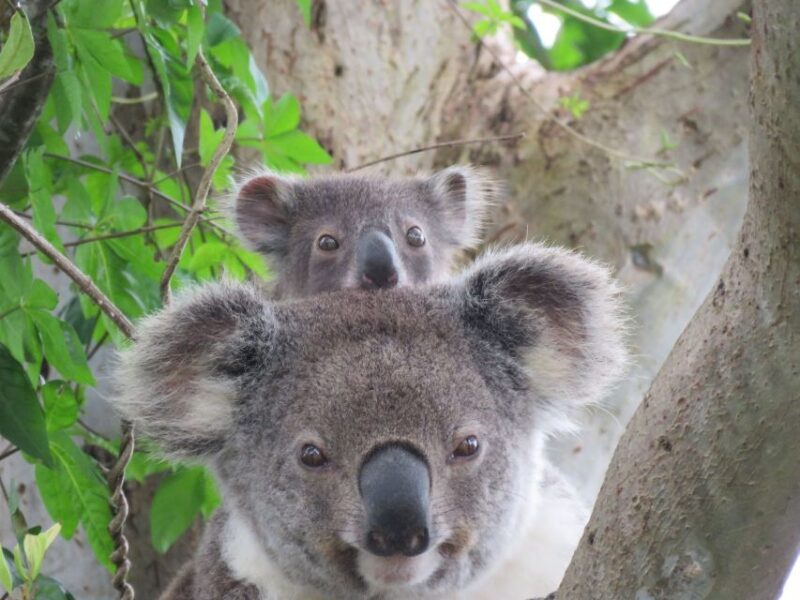 Byron Bay: Full-Day Wildlife Safari - Byron Bay: Full-Day Wildlife Safari – An Authentic Australian Encounter