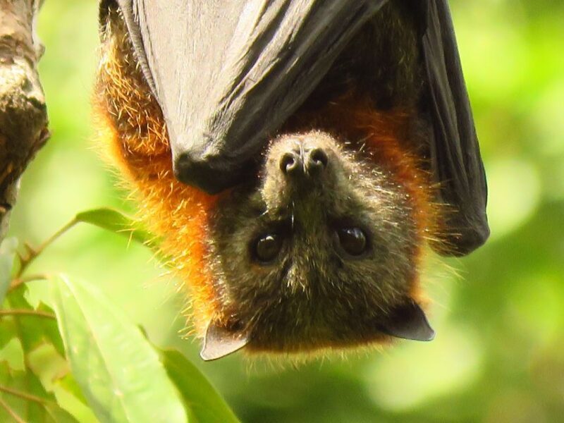 Byron Bay: Full-Day Wildlife Safari - Why This Tour Shines