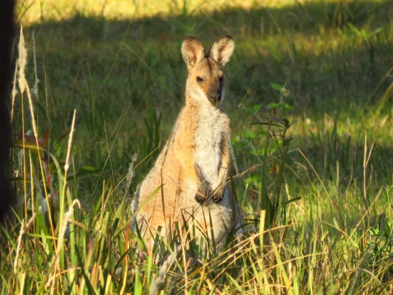 Byron Bay: Full-Day Wildlife Safari - The Sum Up