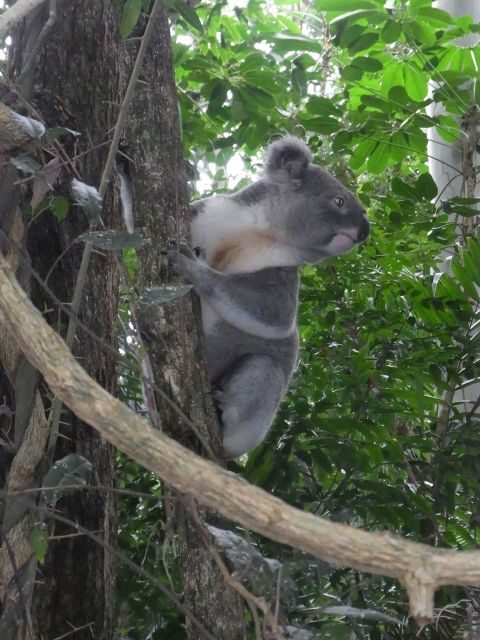 Byron Bay Half-Day Tour - Key Points