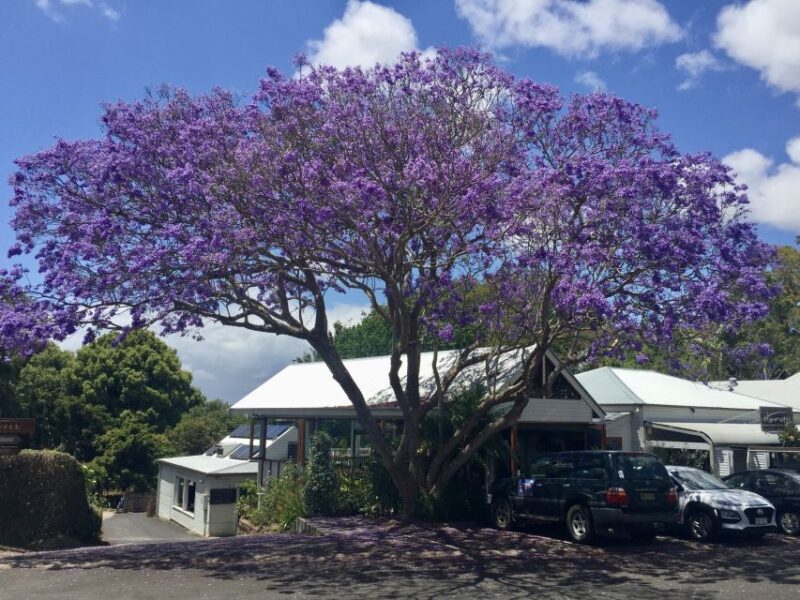 Byron Bay: Hinterland and Bangalow Full-Day Guided Tour - FAQ