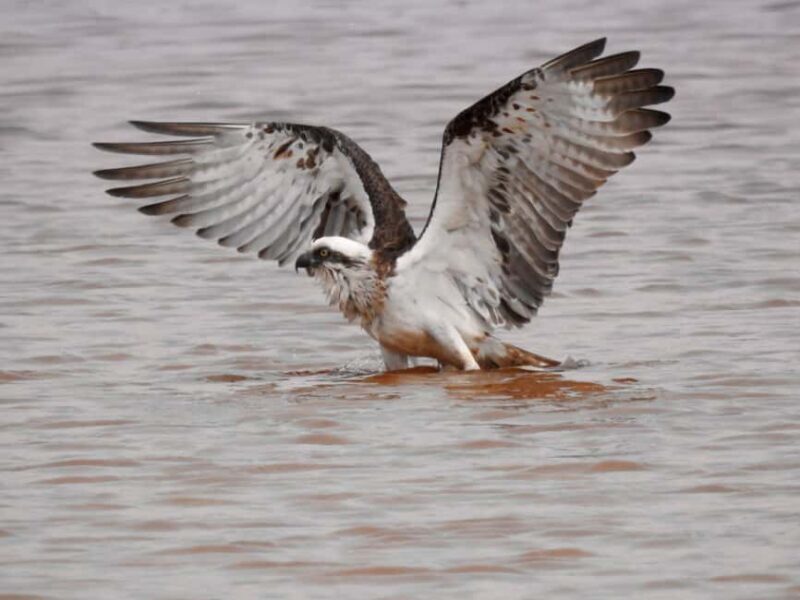 Byron Bay: Kayak and Hike Eco-Tour with Waterfall Swim - Key Points