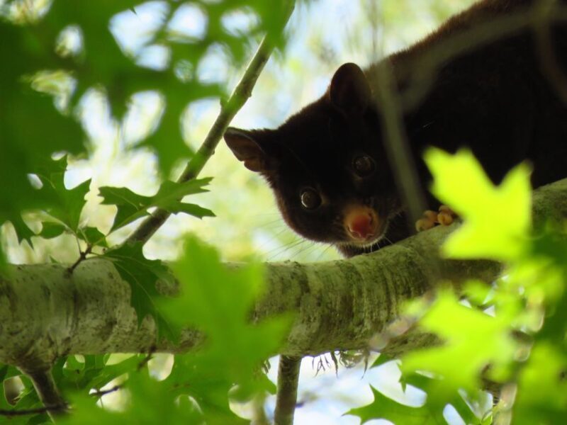 Byron Bay: Nighttime Nature Walk with Night Vision Goggles - Key Points