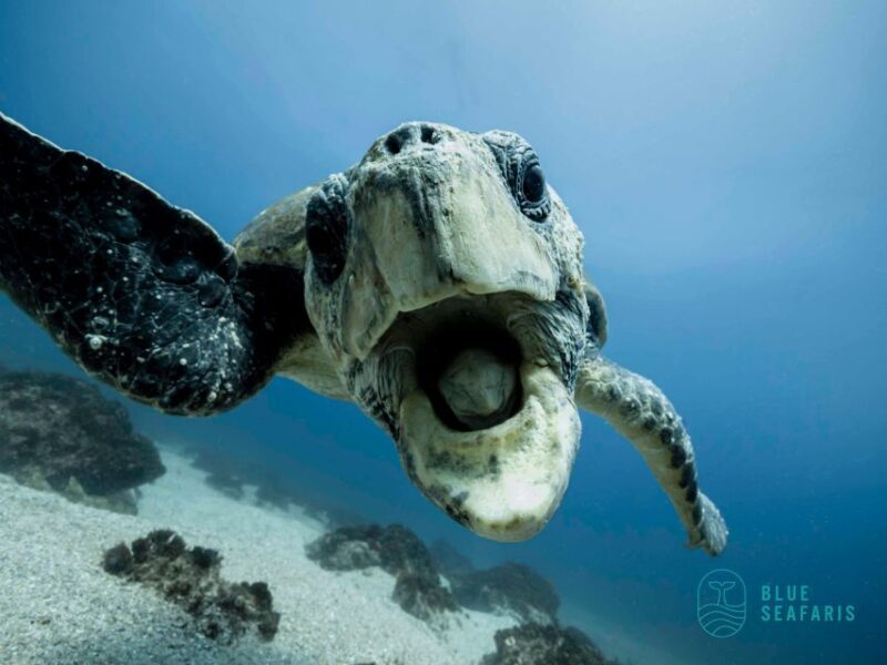Byron Bay: Snorkelling Tour of Julian Rocks "Nuthungulli" - Practical Tips for Travelers