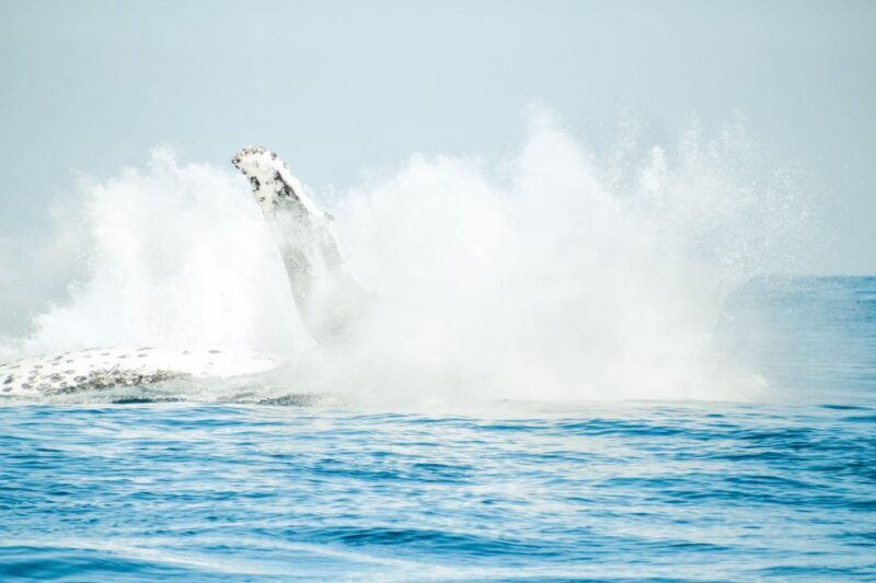 Byron Bay: Whale Watching Cruise with a Marine Biologist - Byron Bay: Whale Watching Cruise with a Marine Biologist — An In-Depth Review