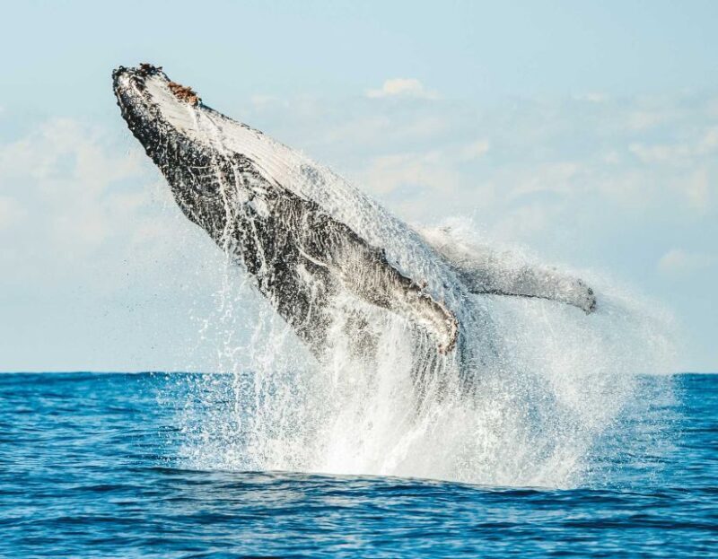 Byron Bay: Whale Watching Cruise with a Marine Biologist - Who Will Love This Tour?