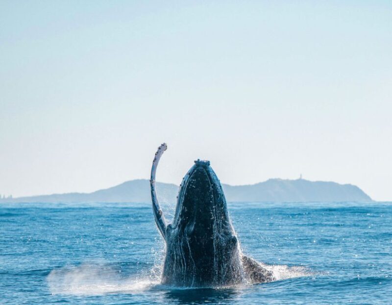Byron Bay: Whale Watching Cruise with a Marine Biologist - Real Traveler Insights