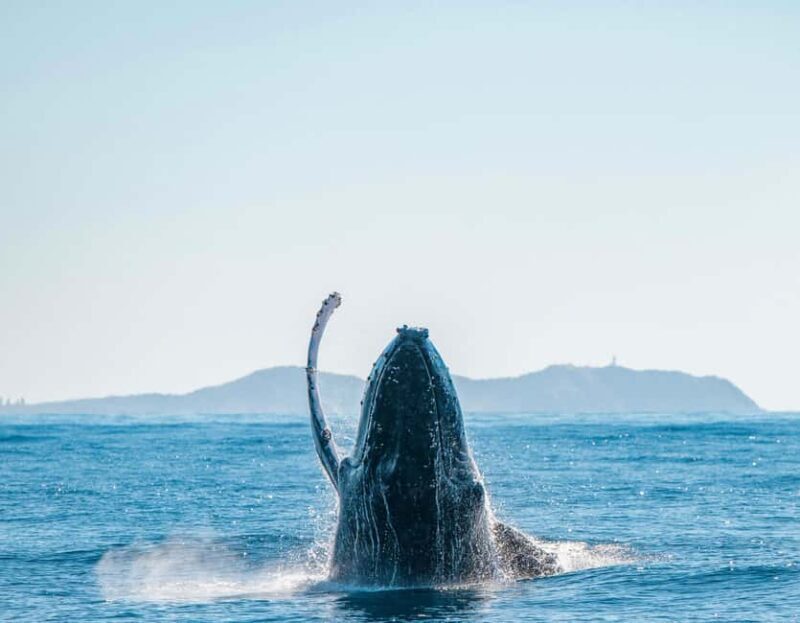 Byron Bay: Whale Watching Cruise with a Marine Biologist - Practical Tips for Your Trip