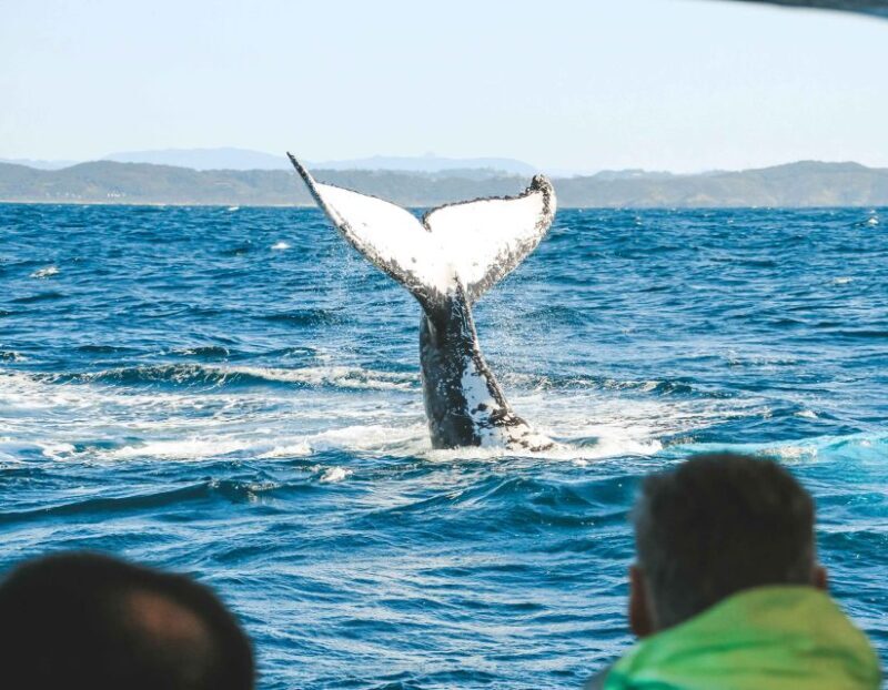 Byron Bay: Whale Watching Cruise with a Marine Biologist - Final Thoughts