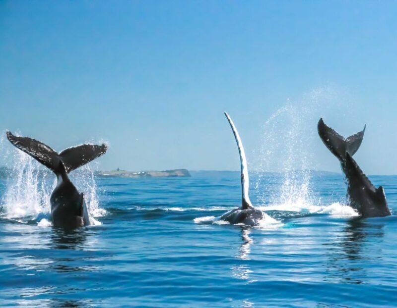 Byron Bay: Whale Watching Cruise with a Marine Biologist - FAQ