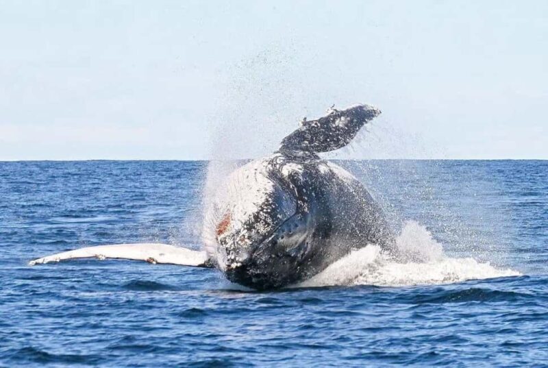 Byron Bay: Whale Watching Tour - Key Points