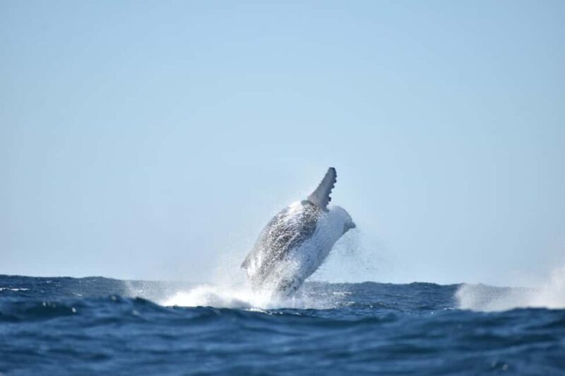 Byron Bay: Whale Watching Tour - What You’ll Love About This Tour