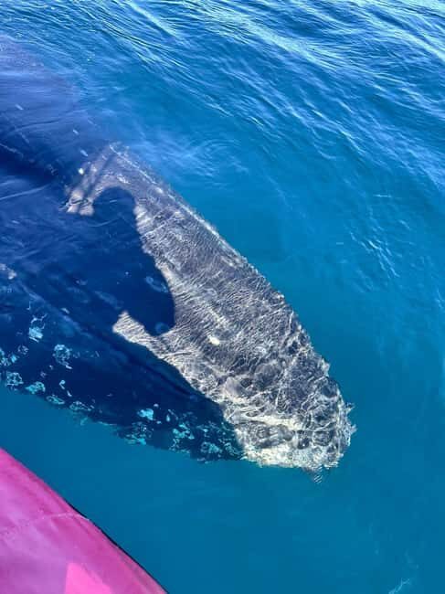 Byron Bay: Whale Watching Tour - Final Thoughts