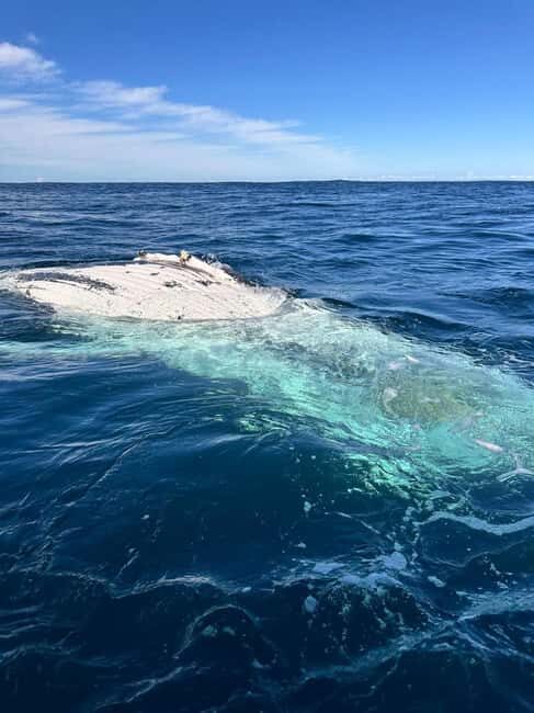 Byron Bay: Whale Watching Tour - FAQ