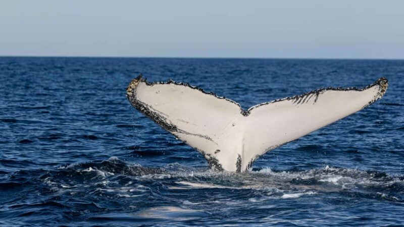 Byron Bay Whale Watching with Marine Biologist - FAQ