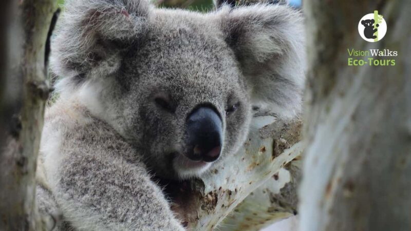 Byron Bay Wild Koala Tour - The Experience in Detail