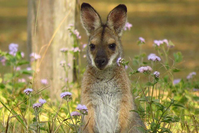 Byron Bay Wildlife Safari - A Closer Look at the Byron Bay Wildlife Safari