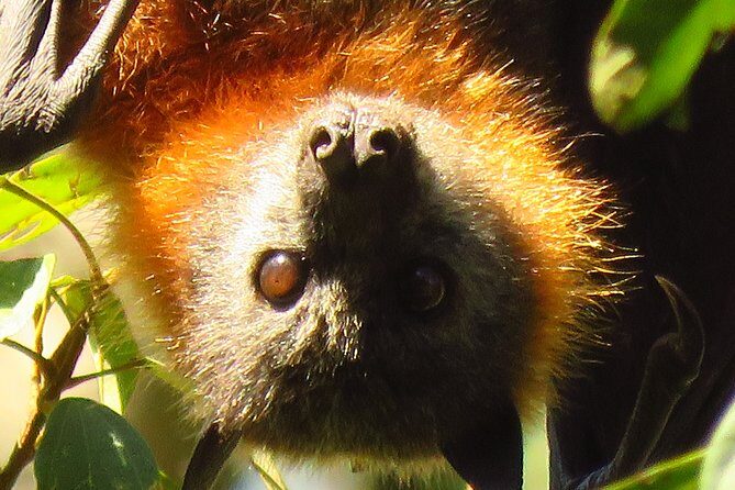 Byron Bay Wildlife Safari - Who Will Love This Tour?