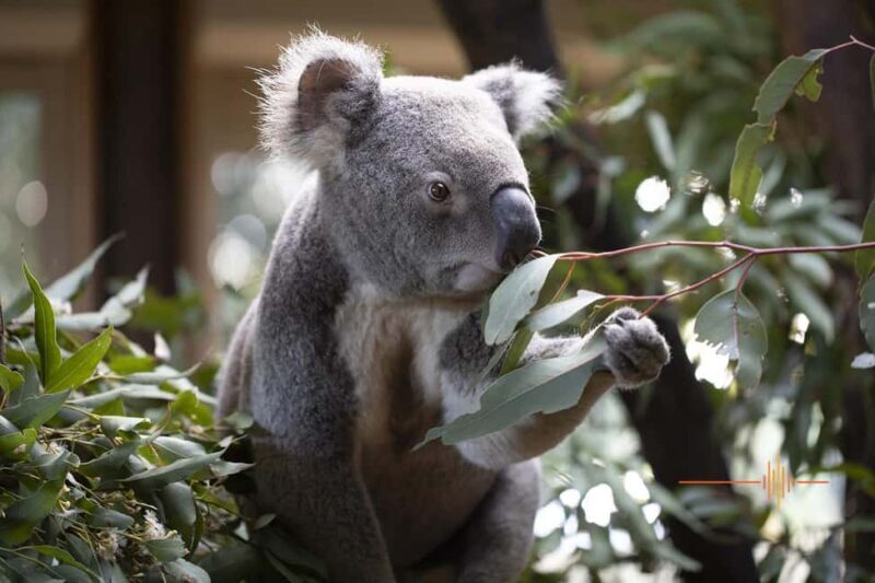 Byron Bay Wildlife Sanctuary Entry Ticket - What to Expect at Byron Bay Wildlife Sanctuary