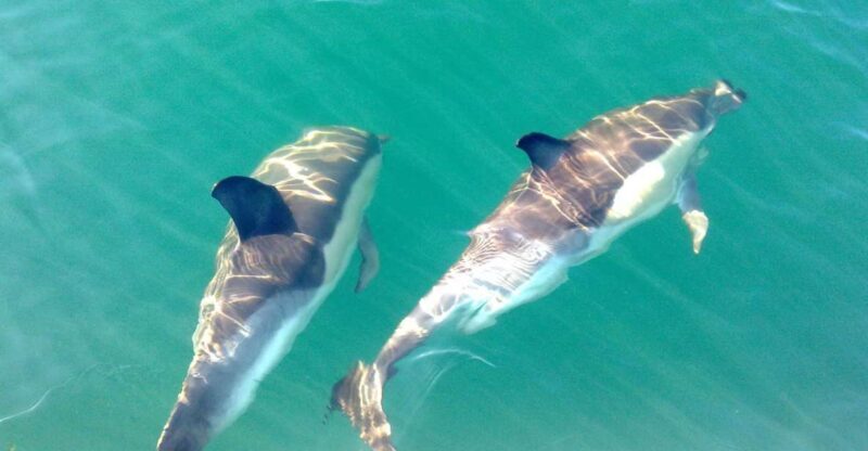 Cabanas de Tavira: Dolphin Watching Boat Tour - Cabanas de Tavira: Dolphin Watching Boat Tour