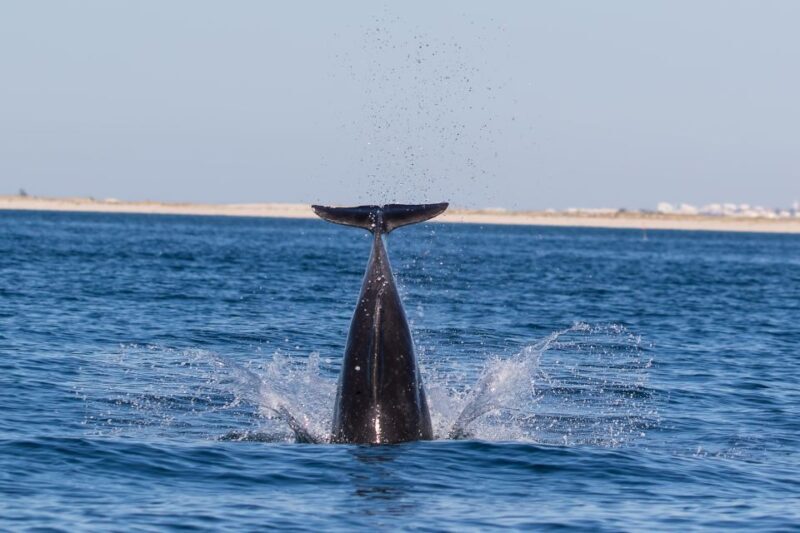 Cabanas de Tavira: Dolphin Watching Boat Tour - Why You Should Consider This Tour