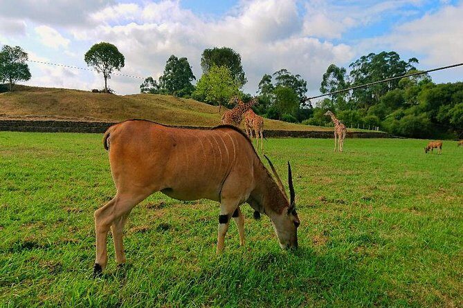 Cabarceno Natural Park Visit - Exploring Cabarceno Natural Park: A Detailed Review