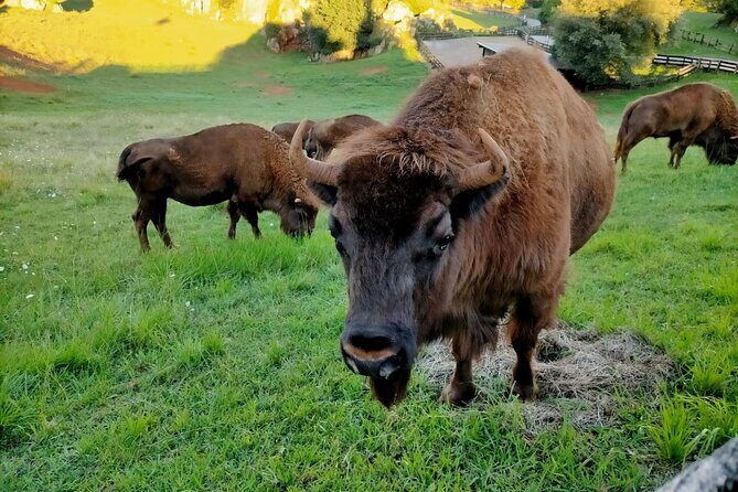 Cabarceno Natural Park Visit - Who Should Book?