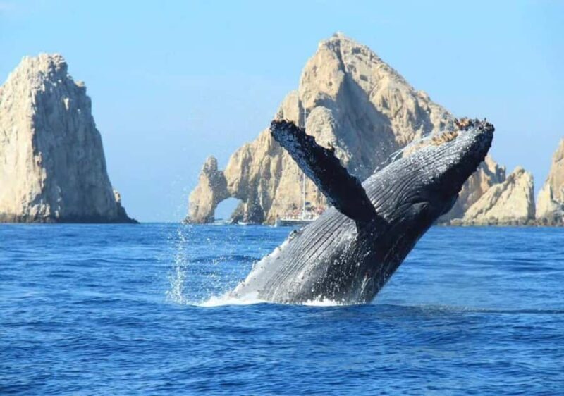 Cabo: Arch, Whales, Snorkel Tour - Food & Drinks 1-20 people - Final Thoughts