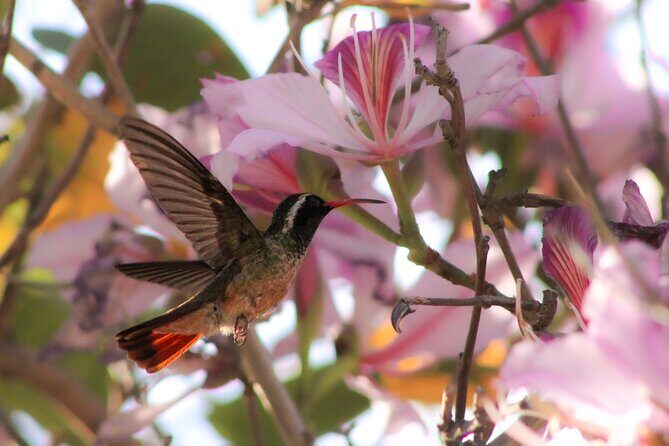 Cabo birding | Bird watching at bird sanctuary - Exploring the Details: What to Expect on the Tour
