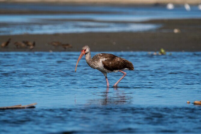 Cabo birding | Bird watching at bird sanctuary - Who Would Love This Tour?