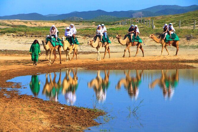 Cabo Camel and Safari Ride - The Experience in Detail