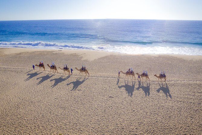 Cabo Camel Ride, Mexican Buffet and Tequila Tasting - Key Points