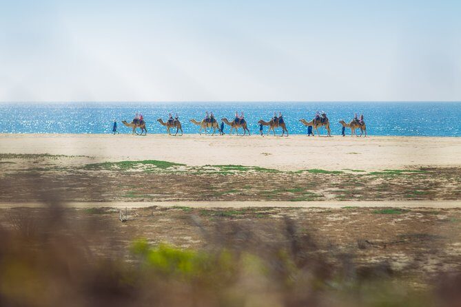Cabo Camel Ride, Mexican Buffet and Tequila Tasting - Frequently Asked Questions