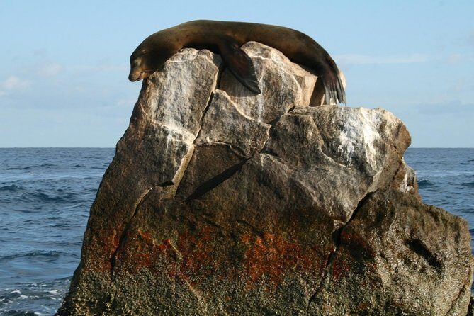 Cabo Encounter with Optional Clear Boat and Lunch - In-Depth Review: Why This Tour Stands Out