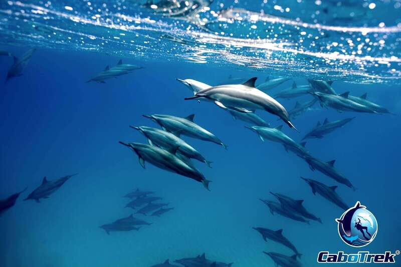 Cabo Ocean SAFARI - Key Points