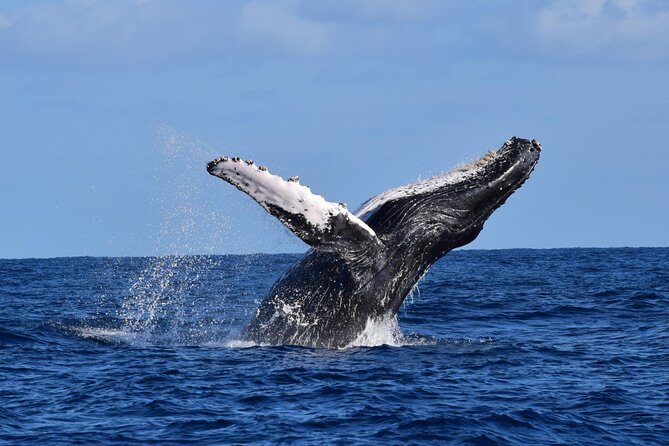 Cabo Private Whale Watching Tour - Incl FREE photos - Final Thoughts