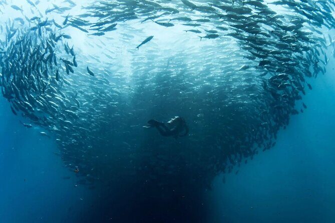 Cabo Pulmo Diving Adventure - An Authentic Baja Marine Adventure in Cabo Pulmo