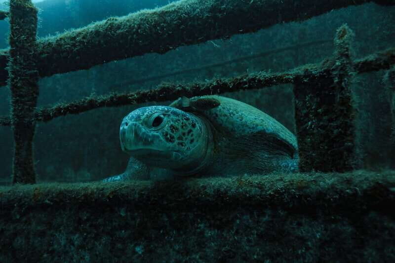 Cabo Pulmo Marine Park: Scuba Diving Excursion - Key Points