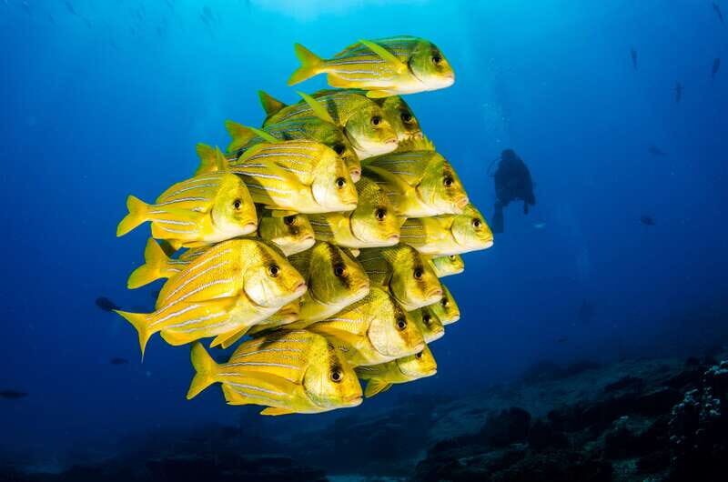 Cabo Pulmo Marine Park: Scuba Diving Excursion - What Travelers Say