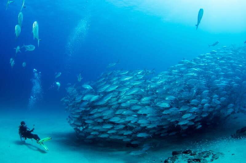 Cabo Pulmo Marine Park: Scuba Diving Excursion - The Cultural Finish